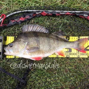 Perch Fishing Feb 2016 -37 cm Canal Perch