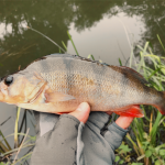 Small perch from river fishing report for June 2018